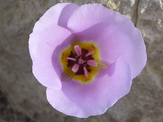 Winding Mariposa Lily