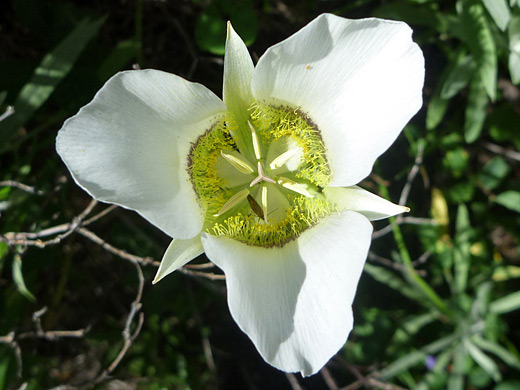 Gunnison's Mariposa Lily; Calochortus gunnisonii (Gunnison's mariposa lily) along the Gem Lake Trail in Rocky Mountain National Park, Colorado