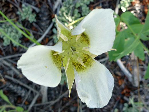 Gunnison's Mariposa Lily