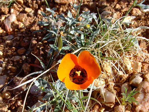 Desert Mariposa Lily; Single flower of calochortus kennedyi (desert mariposa lily), at Catalina State Park, Arizona