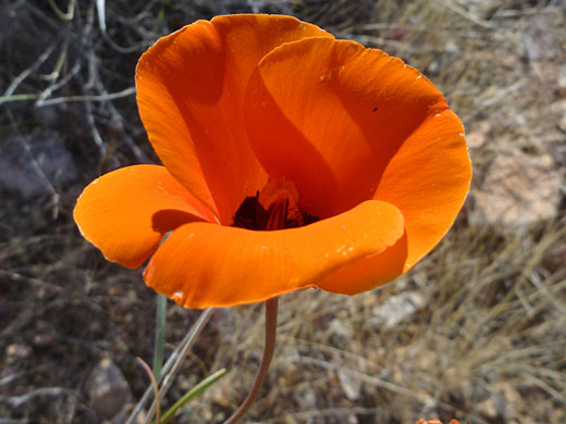 Orange petals