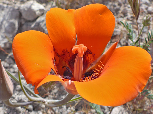 Desert Mariposa Lily; Calochortus kennedyi (desert mariposa lily), at Rainbow Basin, California