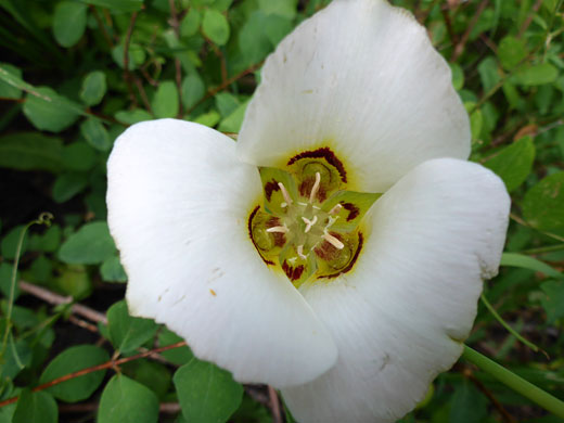 Three white petals