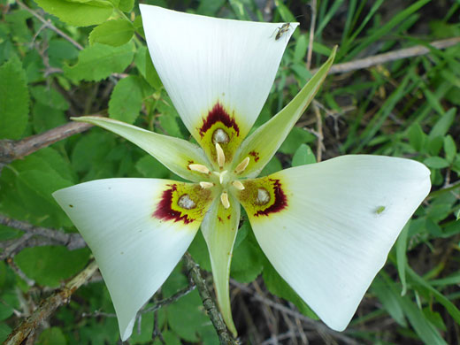 Triangular petals