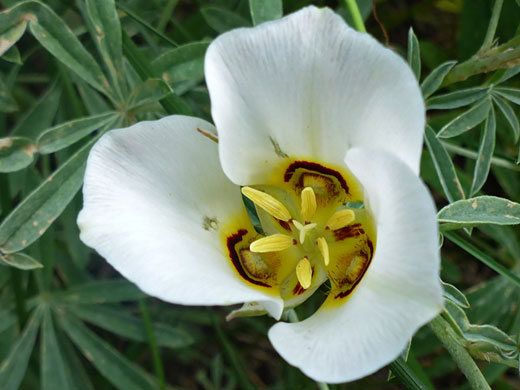 Sego Lily