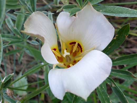 Opening flower