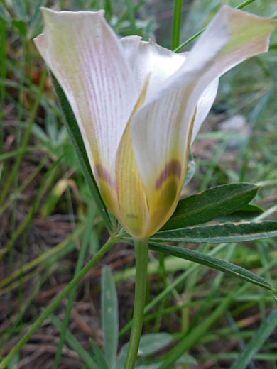 Flower and upper stem