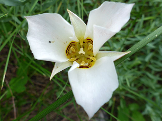 Petals and sepals