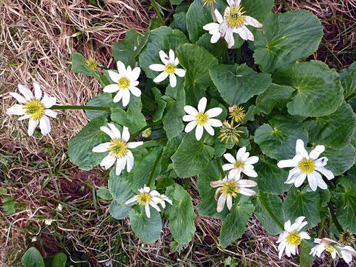 Flowers and leaves