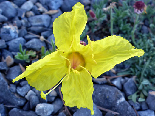 Lavender-Leaf Sundrop; Calylophus lavandulifolius (lavender-leaf sundrop), Mummy Spring Trail, Mt Charleston, Nevada