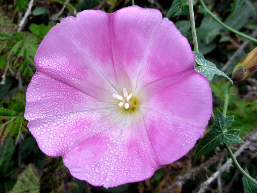 Pacific False Bindweed; Calystegia purpurata ssp purpurata, Wildcat Beach Trail, Point Reyes National Seashore, California