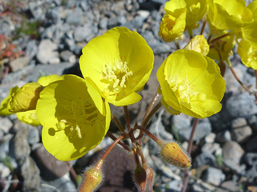 Yellow Cups; Flowers and hairy buds - chylismia brevipes (yellow cups), in Death Valley National Park