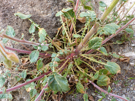 Basal leaf rosette