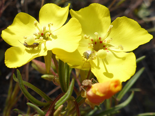 Mojave Suncup; Two yellow flowers, an an orange bud; camissonia campestris, Antelope Valley Poppy Reserve, California