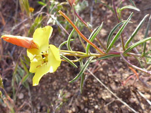 Flower and bud