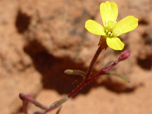 Yellow flower
