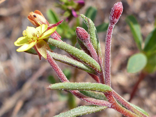 Little Wiry Suncup; Flower, leaves and buds; camissonia pusilla, Antelope Valley Poppy Reserve, California