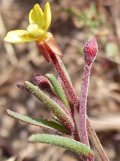 Narrow leaves