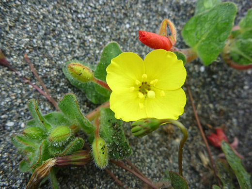 Beach Spotted Suncup; Camissoniopsis cheiranthifolia, Ossagon Trail, Prairie Creek Redwoods State Park, California