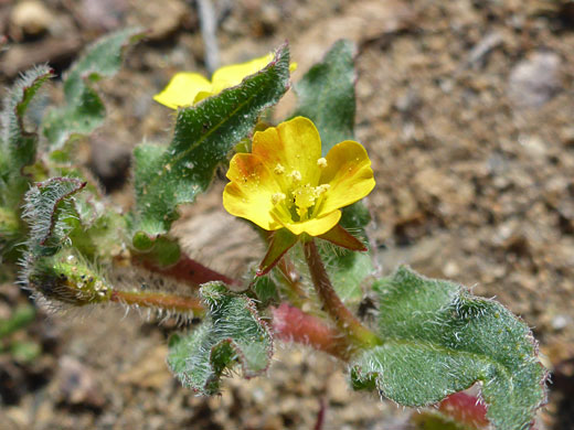 Lewis' Evening Primrose; Camissoniopsis lewisii (Lewis' evening primrose), Bayside Trail, Cabrillo National Monument, California