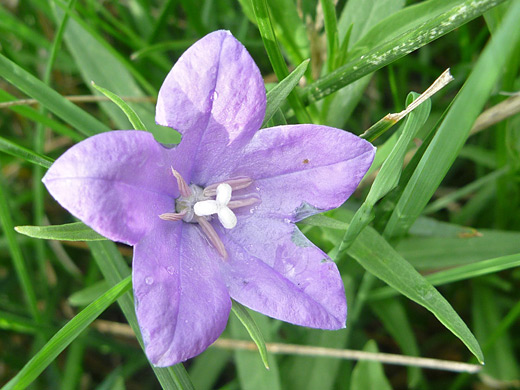 Parry's Bellflower; Flower head of Parry's bellflower (campanula parryi), along the Cerro Grande Trail, Bandelier National Monument, New Mexico