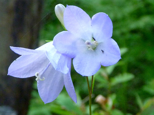 Harebell; Two flower heads - campanula rotundifolia (harebell), Yellowstone National Park