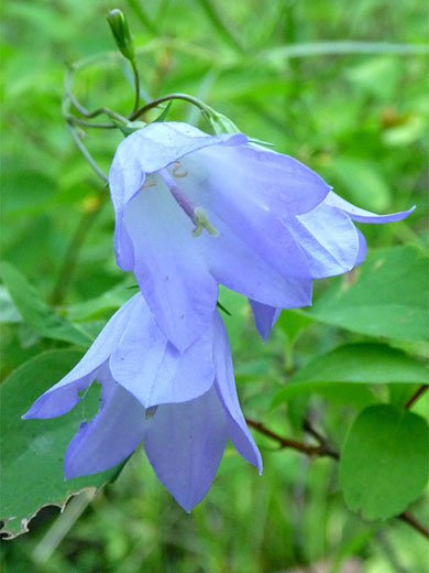 Harebell