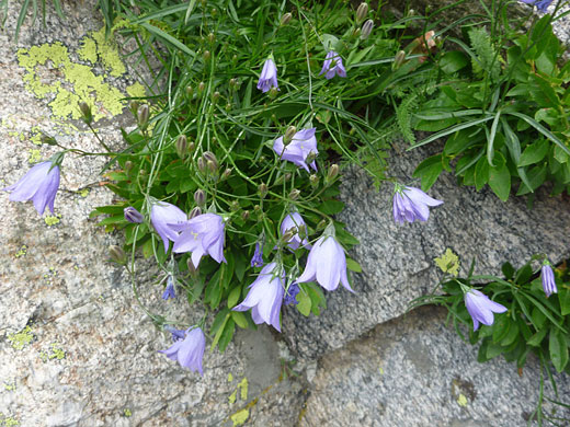 Flowers and leaves