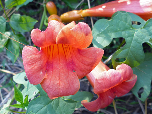 Trumpet Creeper; Campsis radicans (trumpet creeper), West Fork of Oak Creek, Sedona, Arizona