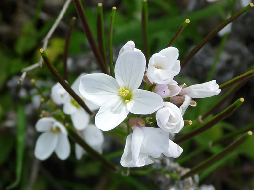 Milkmaids; White flowers of cardamine californica (milkmaids), in Montana de Oro State Park