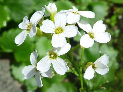 Heartleaf Bittercress; Four-petaled flowers of heartleaf bittercress (cardamine cordifolia) in Rocky Mountain National Park, Colorado