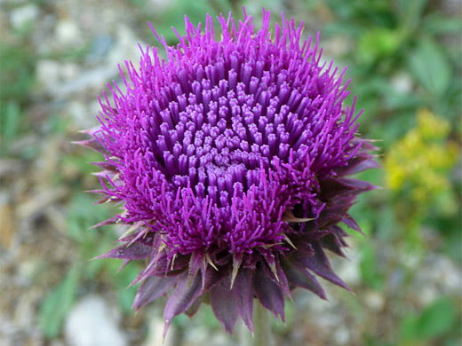 Musk Thistle; Deep purple flower of the musk thistle (carduus nutans) - Grand Teton National Park