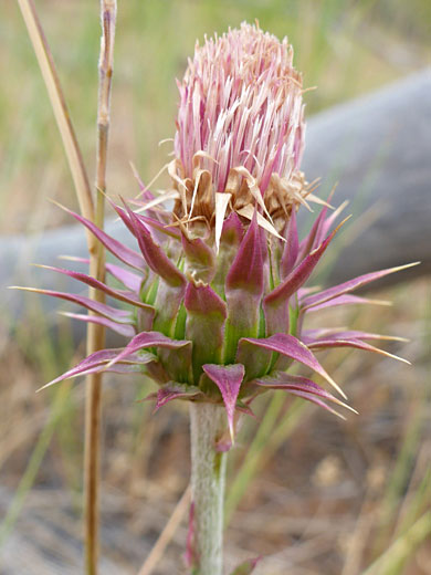 Pink-green bracts