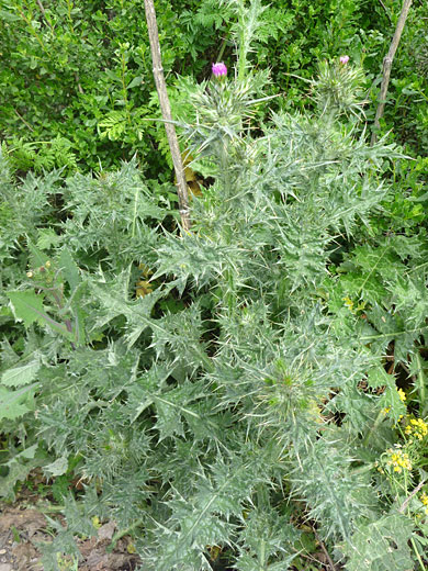 Foliage