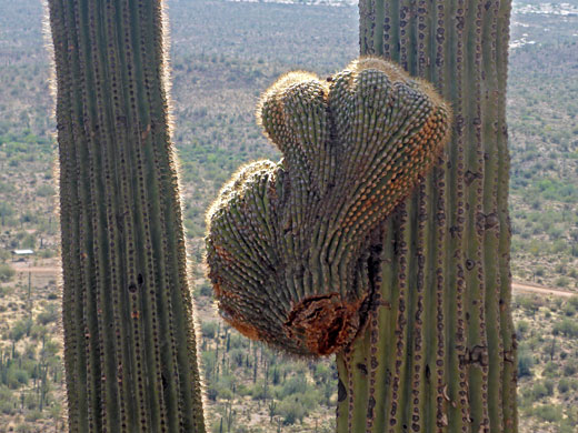 Crested growth