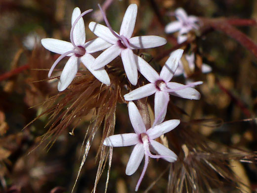 White floweheads