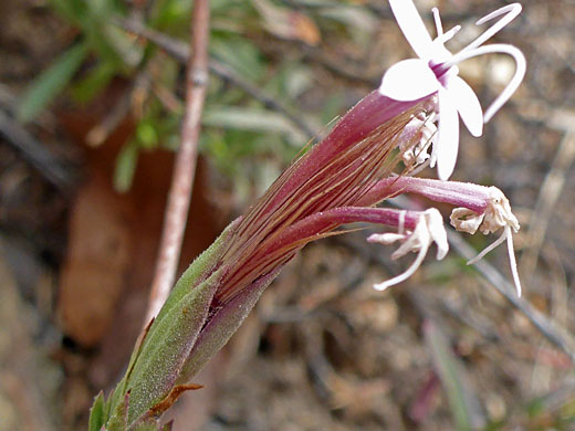 Narrow flowerhead