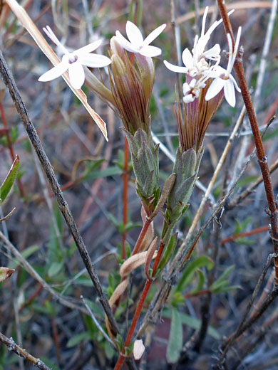Two flowerheads