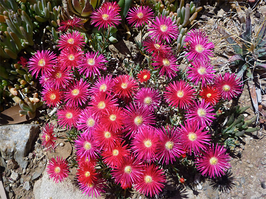 Sea Fig; Brightly-colored flowers of the sea fig (carpobrotus chilensis), at Boyce Thompson Arboretum, Arizona