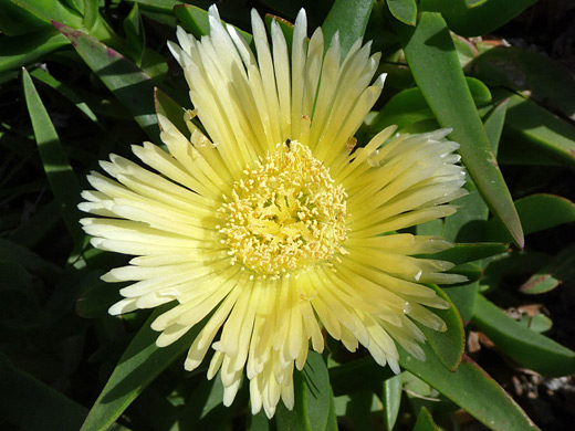 Highway Iceplant; Pale yellow petals of the highway iceplant (carpobrotus edulis), near the coast in Gaviota State Park