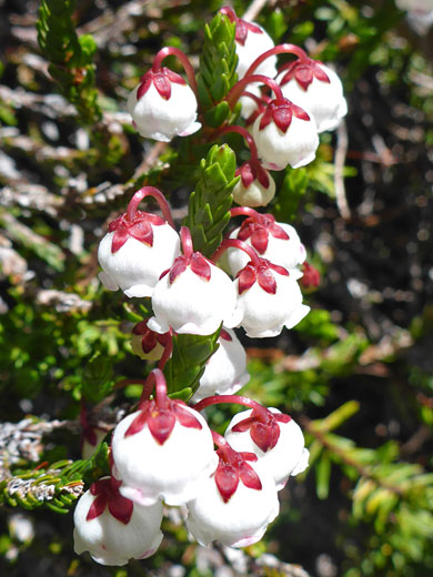 White Heather; White heather (cassiope mertensiana) - South Lake Trail, Sierra Nevada, California