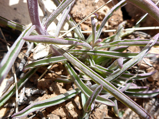 Lower stem leaves