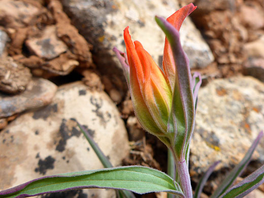 Opening flowerhead