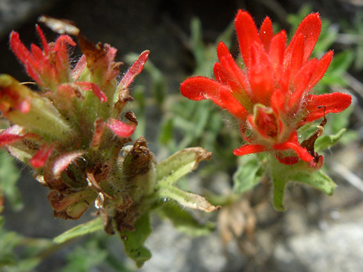 Wavy-Leaved Indian Paintbrush; Castilleja applegatei along the Ten Lakes Trail, Yosemite National Park, California