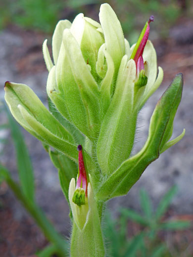 Aquarius Plateau Paintbrush; Castilleja aquariensis (aquarius paintbrush), Trail Point Trail, Boulder Mountain, Utah