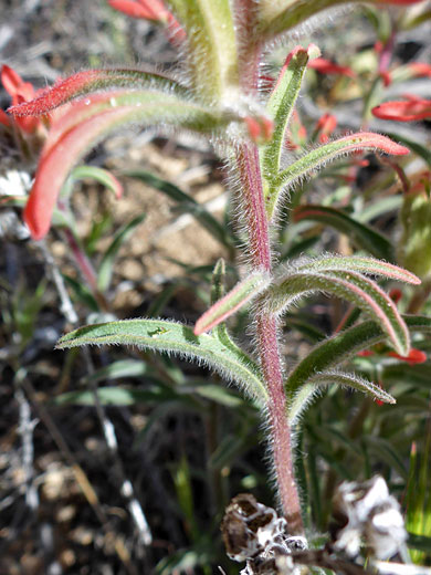 Hairy stem