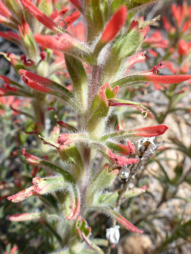 Hairy green leaves