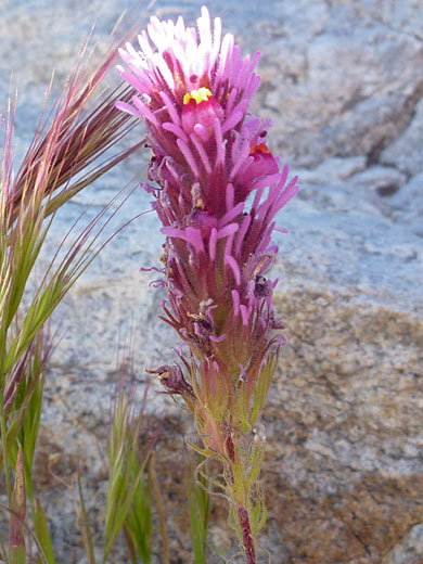 Exserted Indian Paintbrush