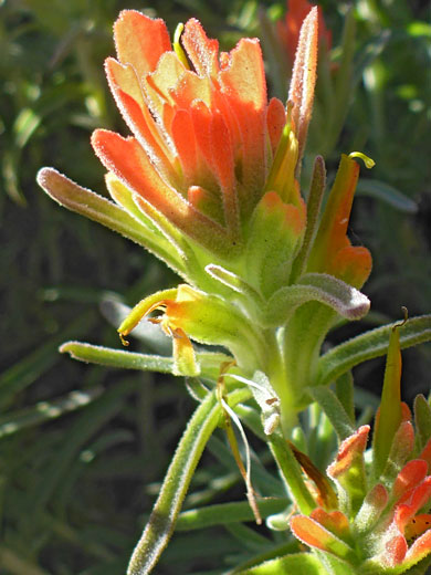 Woolly Indian Paintbrush; Castilleja foliolosa (woolly indian paintbrush), Bayside Trail, Cabrillo National Monument, California