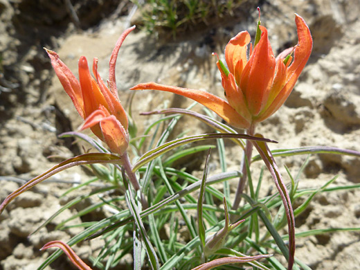 Wholeleaf Indian Paintbrush; Castilleja integra (wholeleaf Indian paintbrush) in  Chaco Culture NHP, New Mexico